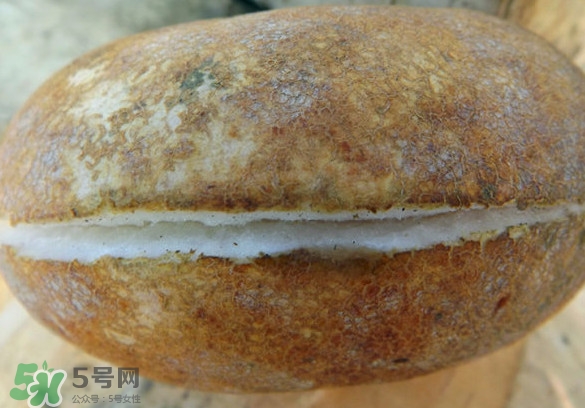 預(yù)知子果為什么種的人少？預(yù)知子和八月扎有區(qū)別嗎