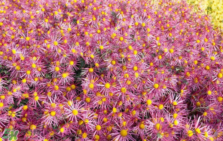 秋天開花嗎？秋天的花有哪些？