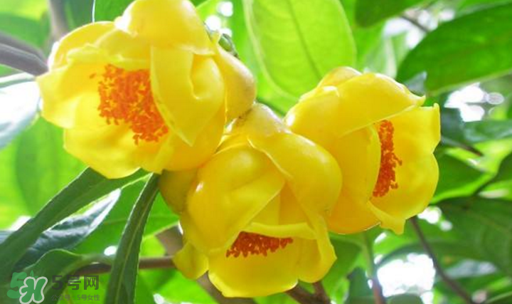 秋天開花嗎？秋天的花有哪些？