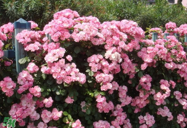 秋天開花嗎？秋天的花有哪些？