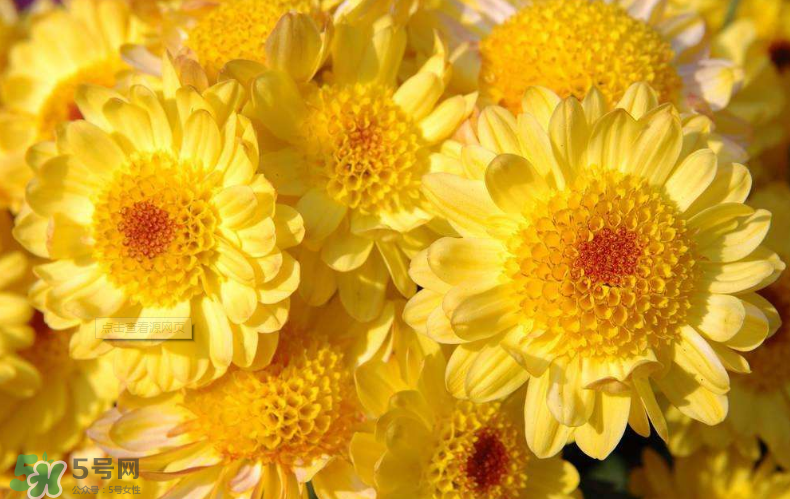 秋天開花嗎？秋天的花有哪些？