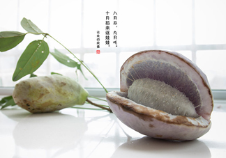 八月瓜可以泡酒嗎？八月瓜可以治乙肝嗎