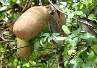 預(yù)知子果為什么種的人少？預(yù)知子和八月扎有區(qū)別嗎