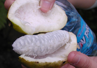 八月炸是什么水果？八月炸果多少錢一斤2017