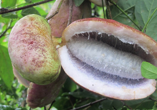 八月瓜的籽能吃嗎？八月瓜的籽可以種嗎