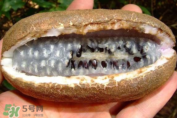 八月瓜的籽能吃嗎？八月瓜的籽可以種嗎