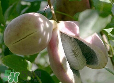 八月瓜適合哪里種植？八月瓜的種植技術(shù)