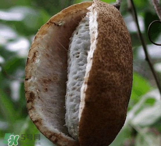 預(yù)知子果為什么種的人少？預(yù)知子和八月扎有區(qū)別嗎