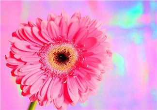 秋天開花嗎？秋天的花有哪些？