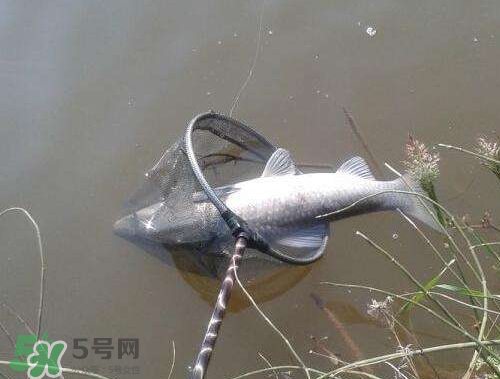 青魚怎么釣？釣青魚用什么餌料最好？