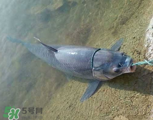 青魚怎么釣？釣青魚用什么餌料最好？