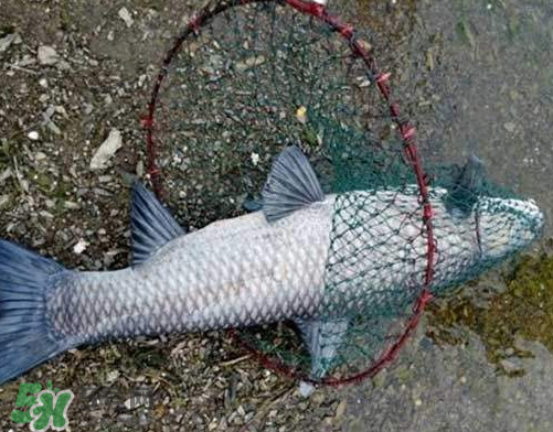 青魚怎么釣？釣青魚用什么餌料最好？