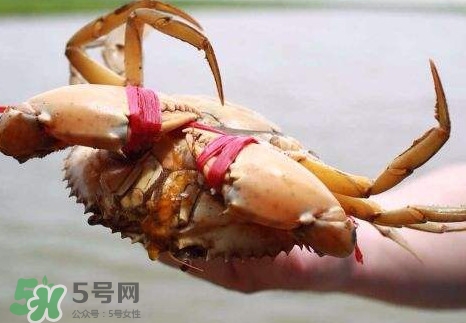 黃油蟹放冰箱能放多久？黃油蟹怎么挑選