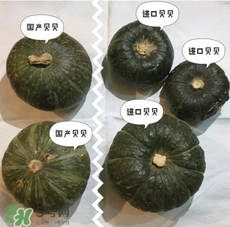 貝貝南瓜怎么挑選？貝貝南瓜有假的嗎