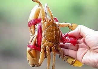 黃油蟹放冰箱能放多久？黃油蟹怎么挑選