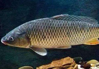 青魚怎么釣？釣青魚用什么餌料最好？