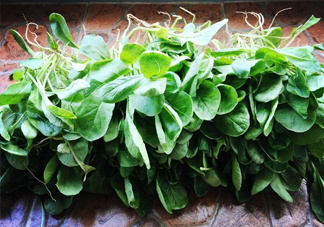 蘿卜纓孕婦能吃嗎？蘿卜纓可以生吃嗎