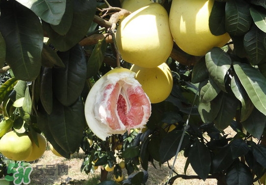 紅心蜜柚多少錢一斤2017？蜜柚可以水插嗎