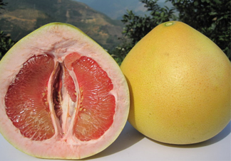 紅心蜜柚是不是轉(zhuǎn)基因？蜜柚是哪個(gè)地方的特產(chǎn)