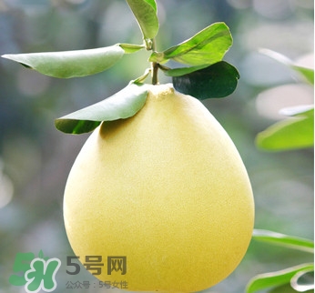 紅心蜜柚是不是轉(zhuǎn)基因？蜜柚是哪個(gè)地方的特產(chǎn)