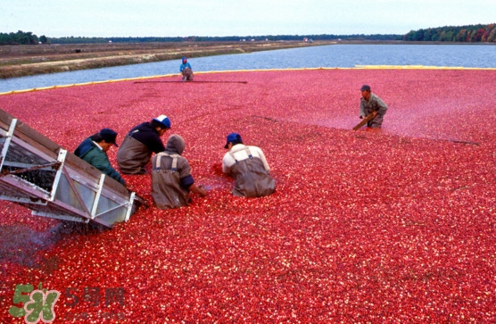 蔓越莓是長(zhǎng)在水里的嗎？蔓越莓生長(zhǎng)在哪里的