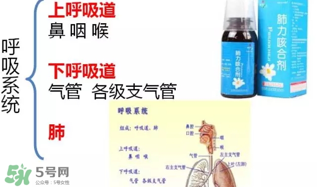 肺力咳合劑孕婦能喝嗎_哺乳期能喝嗎