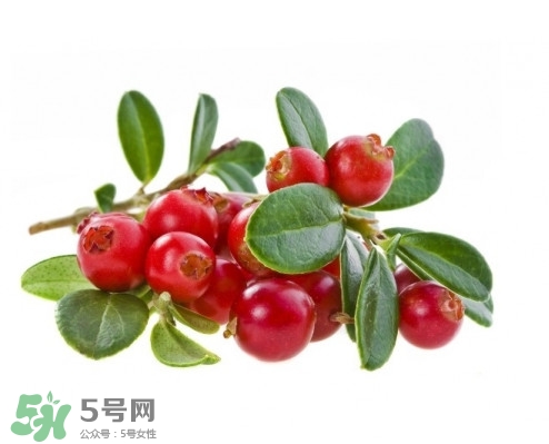 蔓越莓在中國(guó)有嗎？蔓越莓怎么辨別真假