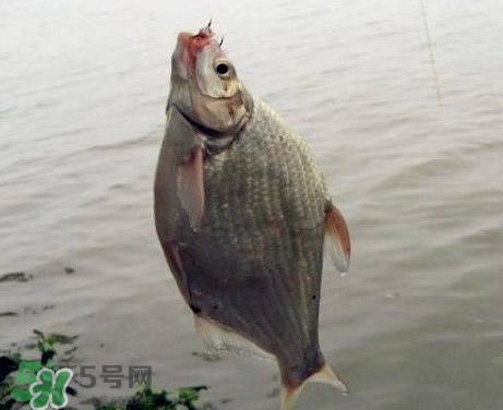 武昌魚怎么釣？釣武昌魚用什么餌料？