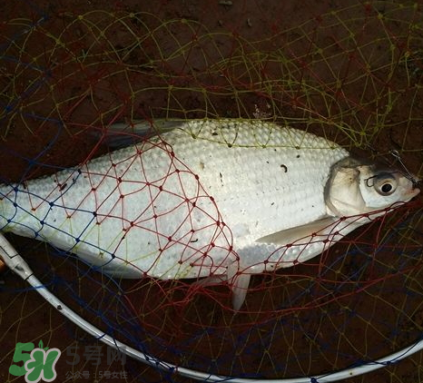 武昌魚怎么釣？釣武昌魚用什么餌料？