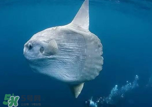 翻車魚是什么魚？翻車魚為什么叫翻車魚