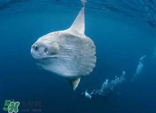 翻車魚能吃嗎？翻車魚有毒嗎