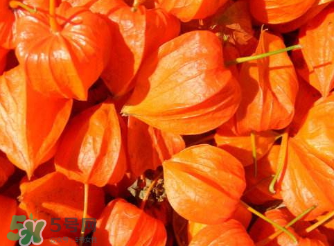 紅姑娘皮泡水治咽炎嗎？紅姑娘皮泡水的副作用