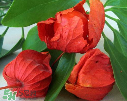 紅姑娘能治療糖尿病嗎？紅姑娘能治什么??？