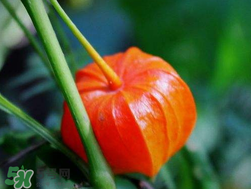 紅姑娘能治療糖尿病嗎？紅姑娘能治什么??？