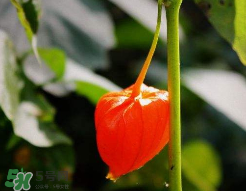 紅姑娘能治療糖尿病嗎？紅姑娘能治什么??？