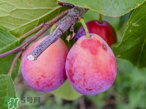 新鮮西梅皮可以吃嗎？西梅皮的功效與作用