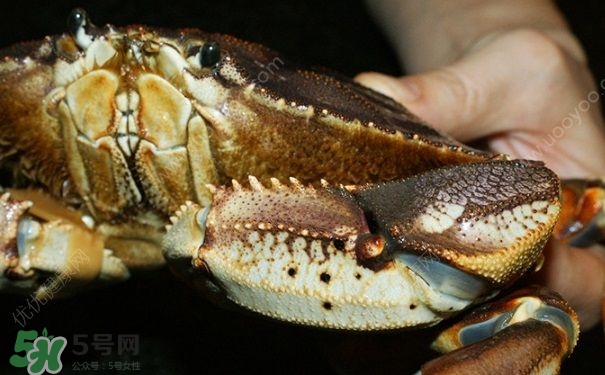 螃蟹吃什么食物長得大？十月份吃什么螃蟹？