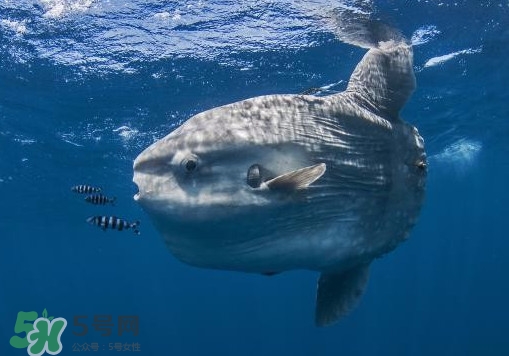 翻車魚是什么魚？翻車魚為什么叫翻車魚