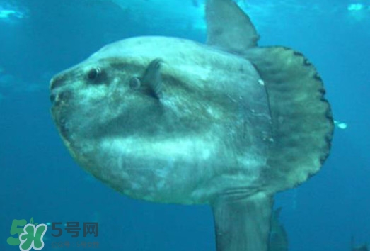 翻車魚能吃嗎？翻車魚有毒嗎