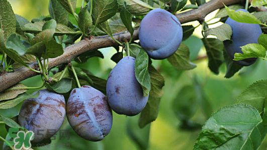 西梅軟的好吃還是硬的好吃？西梅軟的是壞了嗎？