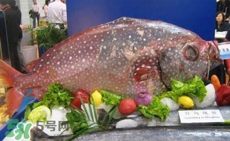 月亮魚是什么魚？月亮魚能吃嗎
