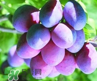 西梅軟的好吃還是硬的好吃？西梅軟的是壞了嗎？