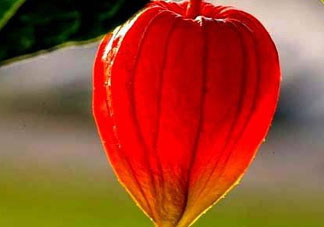 紅姑娘能治療糖尿病嗎？紅姑娘能治什么??？