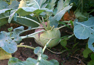 苤藍(lán)什么季節(jié)種植？苤藍(lán)什么時候采收