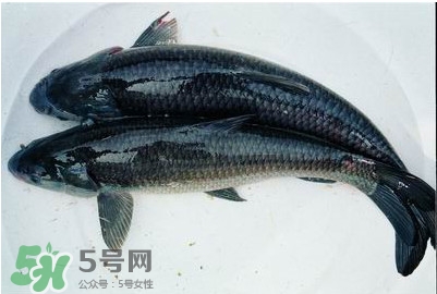 鯇魚和草魚哪個好吃？鯇魚和草魚的區(qū)別