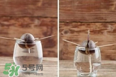 牛油果核能吃嗎？牛油果核怎么種盆栽？