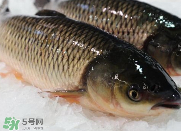鯇魚是什么魚？鯇魚是怎樣來的