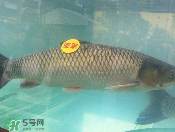 脆肉鯇是什么魚？脆肉鯇口感為什么是脆的