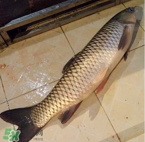 脆肉鯇多少錢一斤？脆肉鯇什么時(shí)候上市