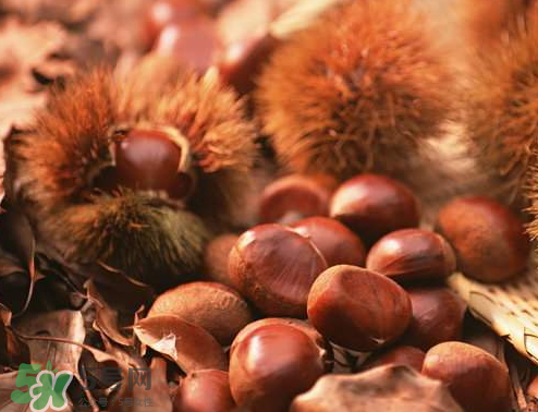 板栗為什么容易生蟲？板栗長蟲怎么辦？